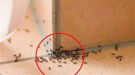 蜂腰鶴膝 家里有蚂蚁
